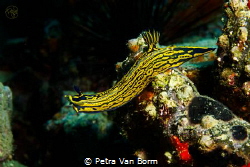 Hypselodoris Picta reaching out to cross over to a rock. by Petra Van Borm 